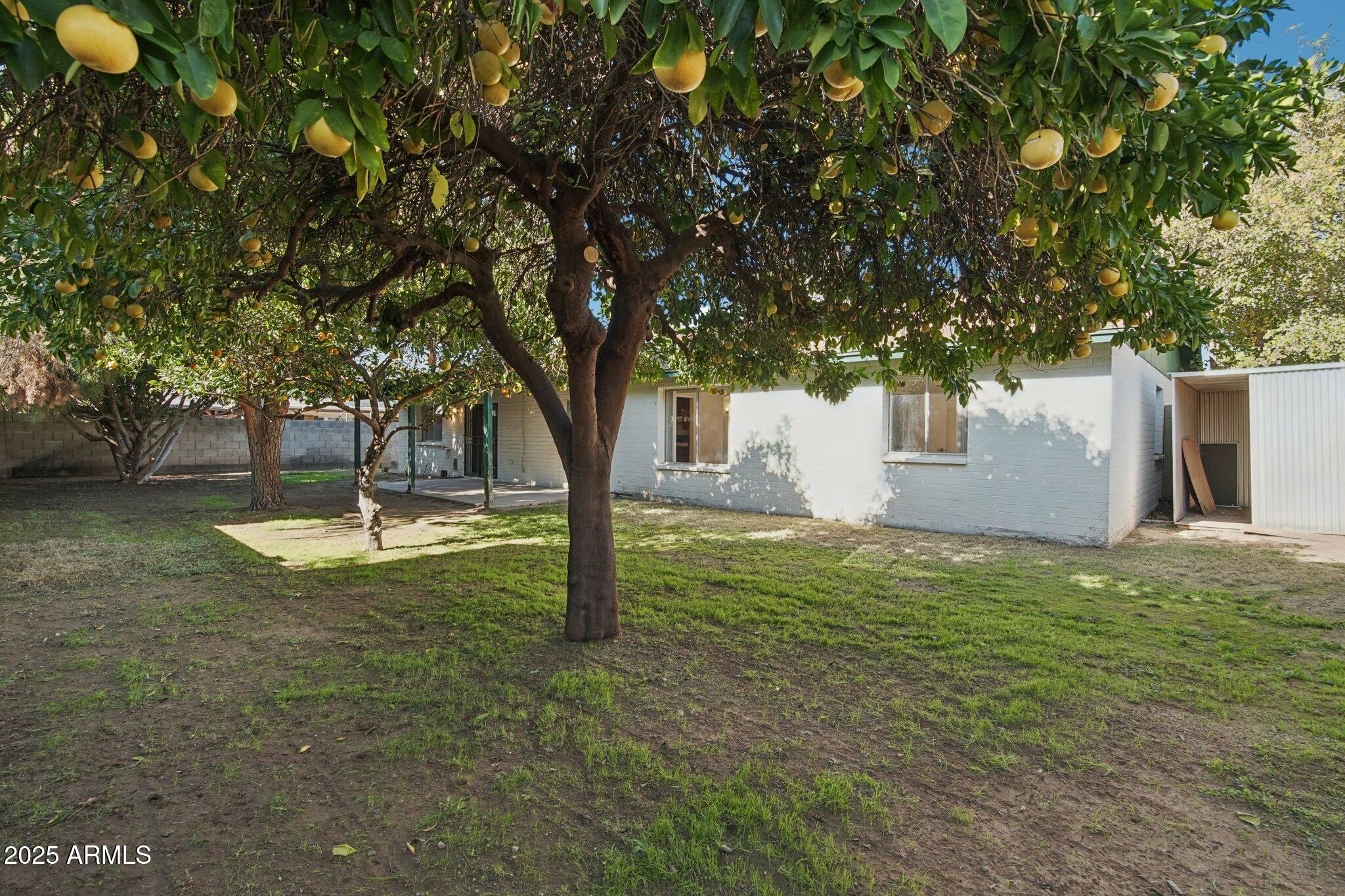 4323 West Bloomfield Road Glendale, AZ 85304 - Photo 25 of 26 Mature Grapefruit and Orange