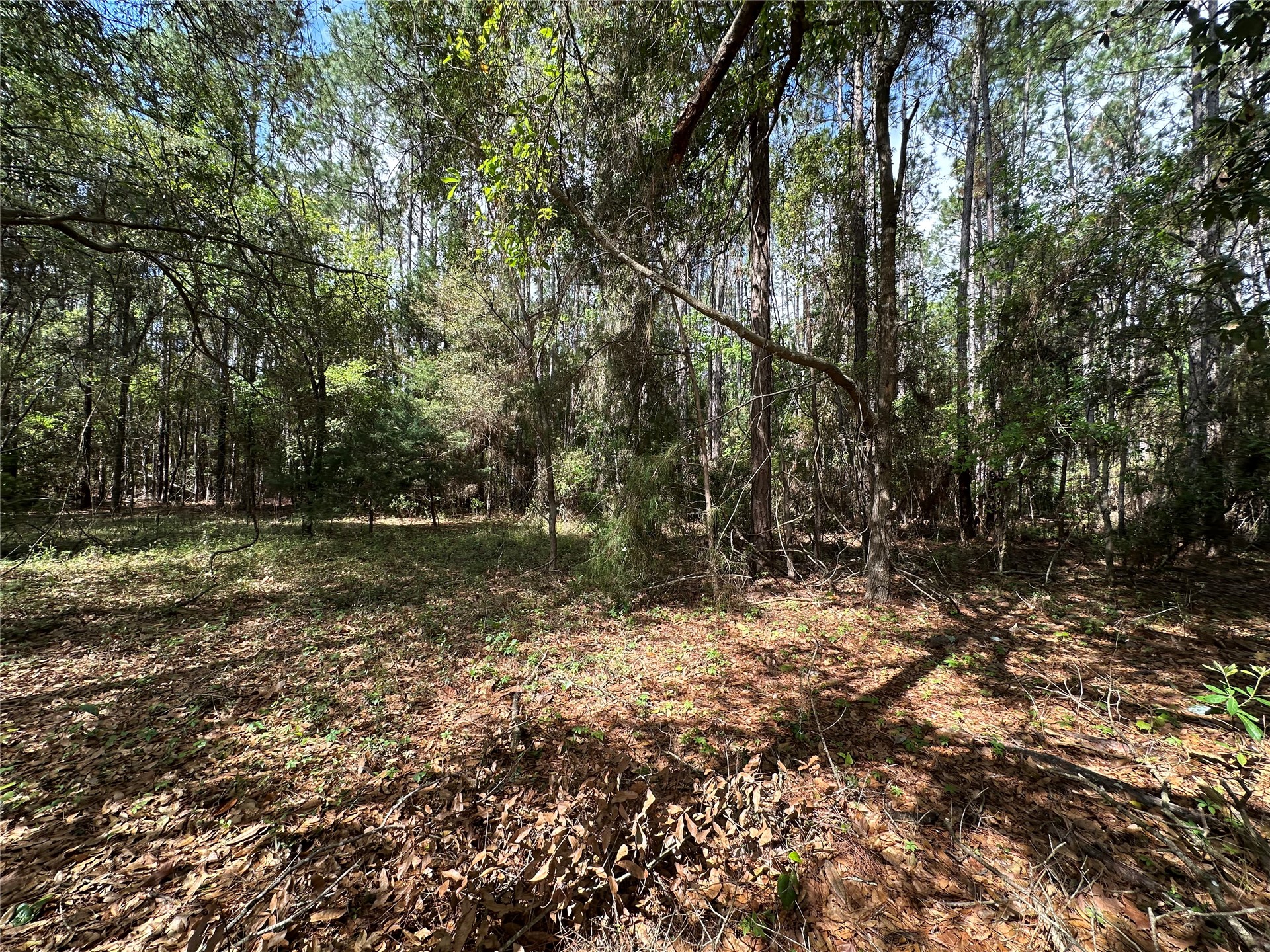 25-30 Radio Avenue Yulee, FL 32097 - Photo 4 of 21 a view of outdoor space with trees