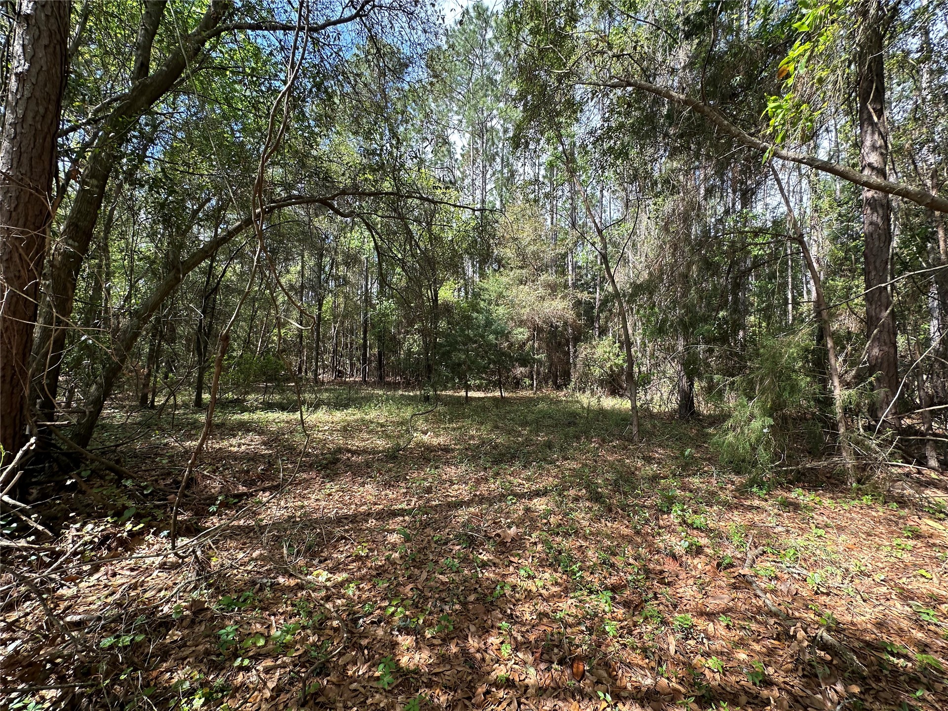 25-30 Radio Avenue Yulee, FL 32097 - Photo 5 of 21 a view of outdoor space with trees