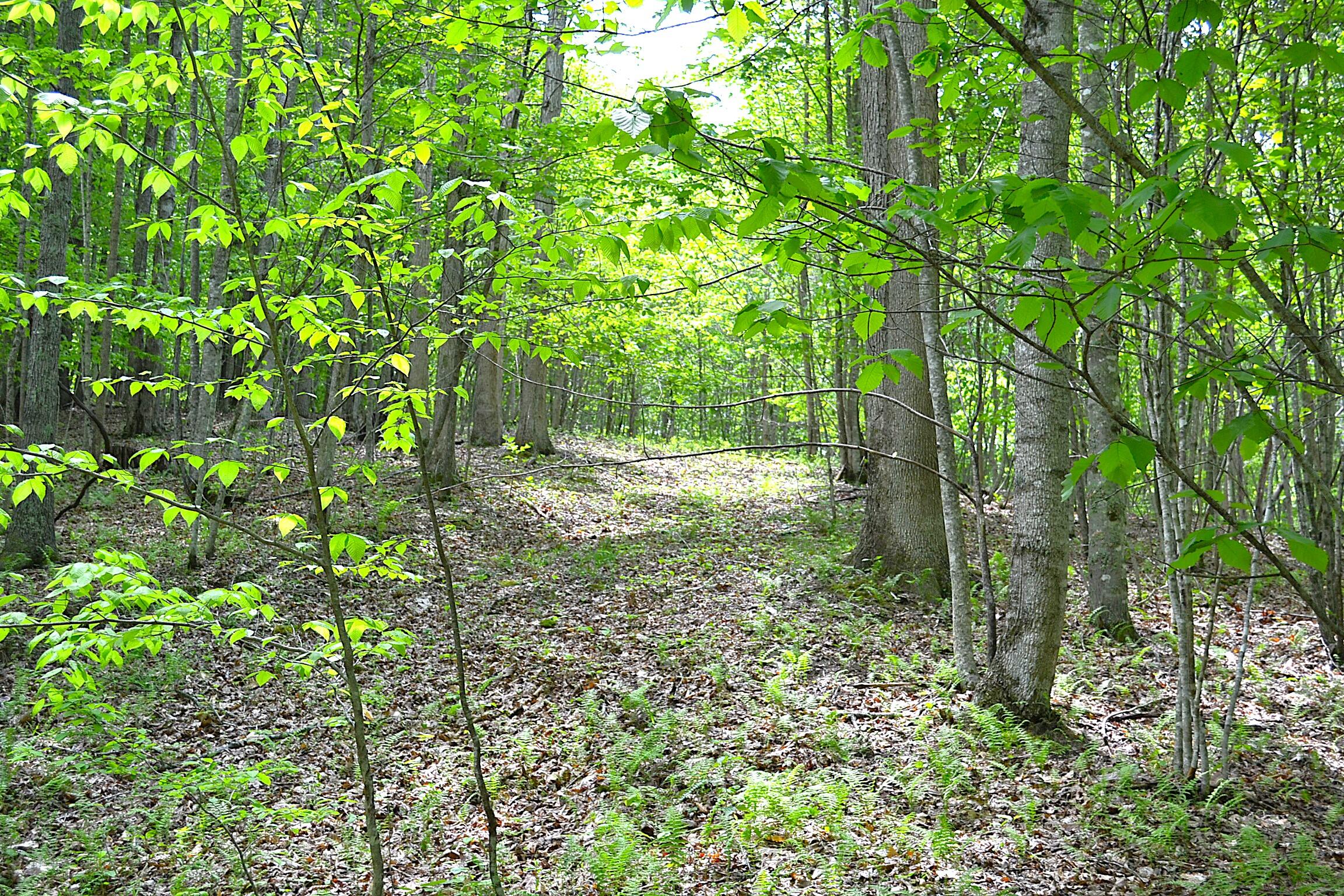 Germany Road Renick, WV 24966 - Photo 8 of 22 Gallery Image 8