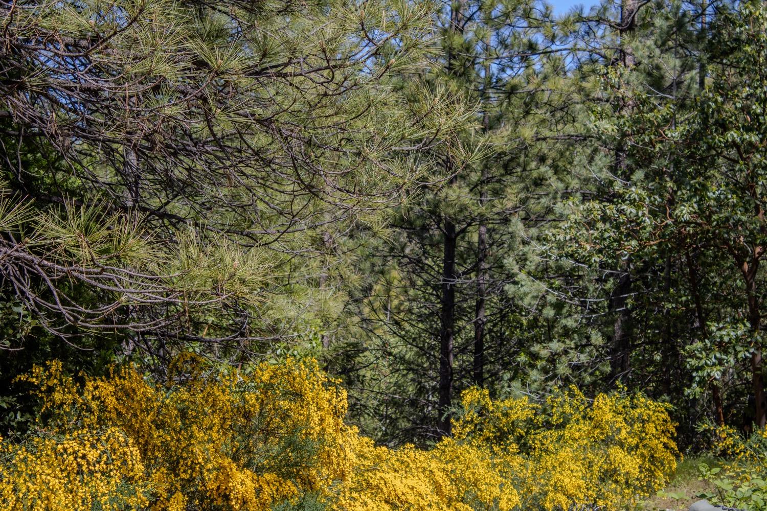 5734 Wilder Road Georgetown, CA 95634 - Photo 11 of 93 a view of a tree with a plant