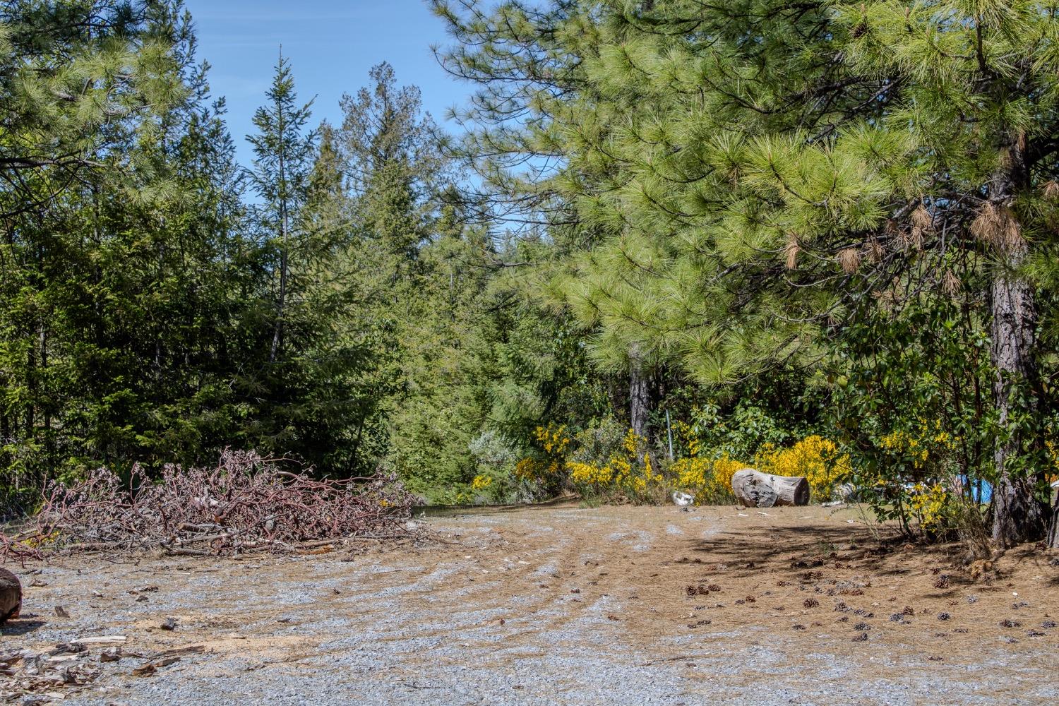 5734 Wilder Road Georgetown, CA 95634 - Photo 13 of 93 a view of a yard with a tree