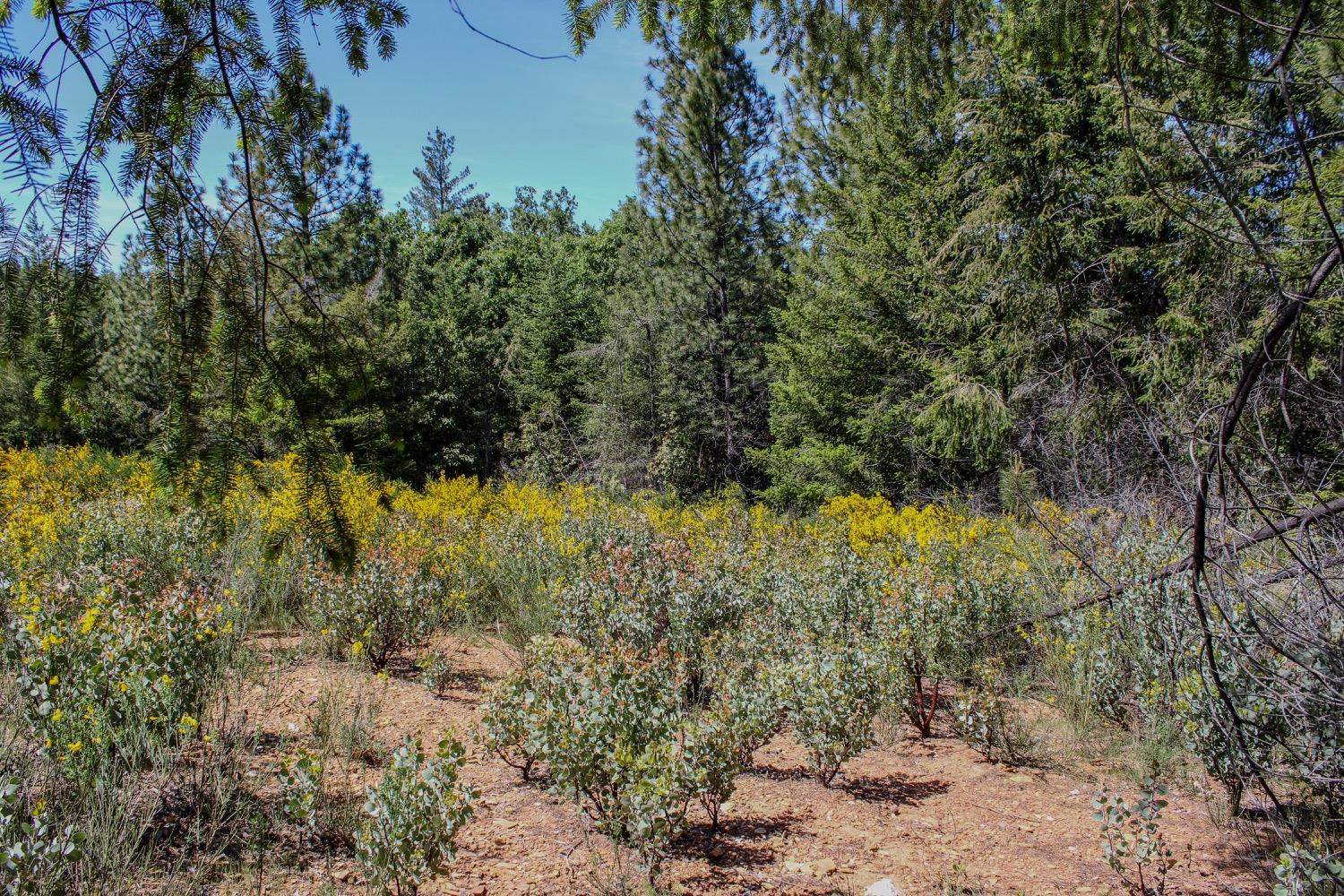 5734 Wilder Road Georgetown, CA 95634 - Photo 25 of 93 a view of a yard with a tree