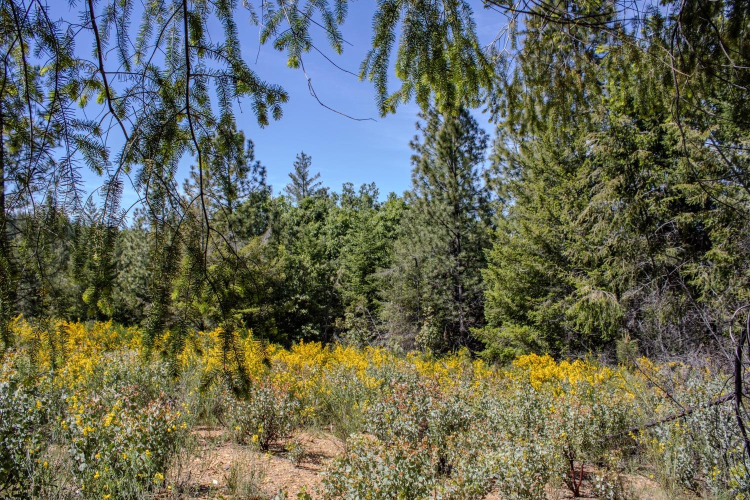 5734 Wilder Road Georgetown, CA 95634 - Photo 26 of 93