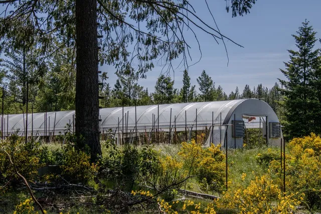 a view of a forest with trees in the background