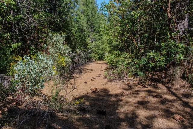 a view of a yard with large trees