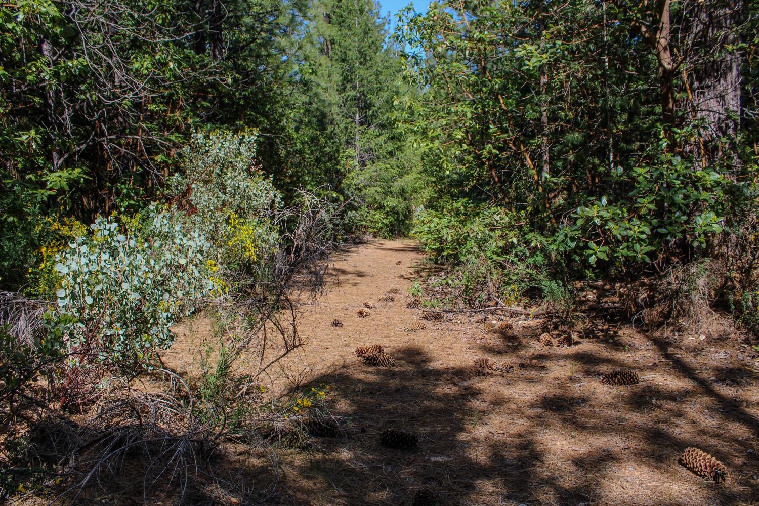 5734 Wilder Road Georgetown, CA 95634 - Photo 3 of 93