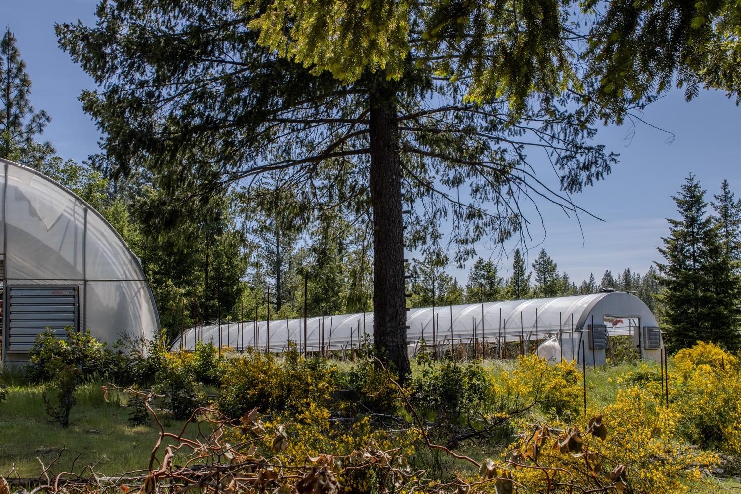 5734 Wilder Road Georgetown, CA 95634 - Photo 35 of 93 a view of garden with plants and wooden fence