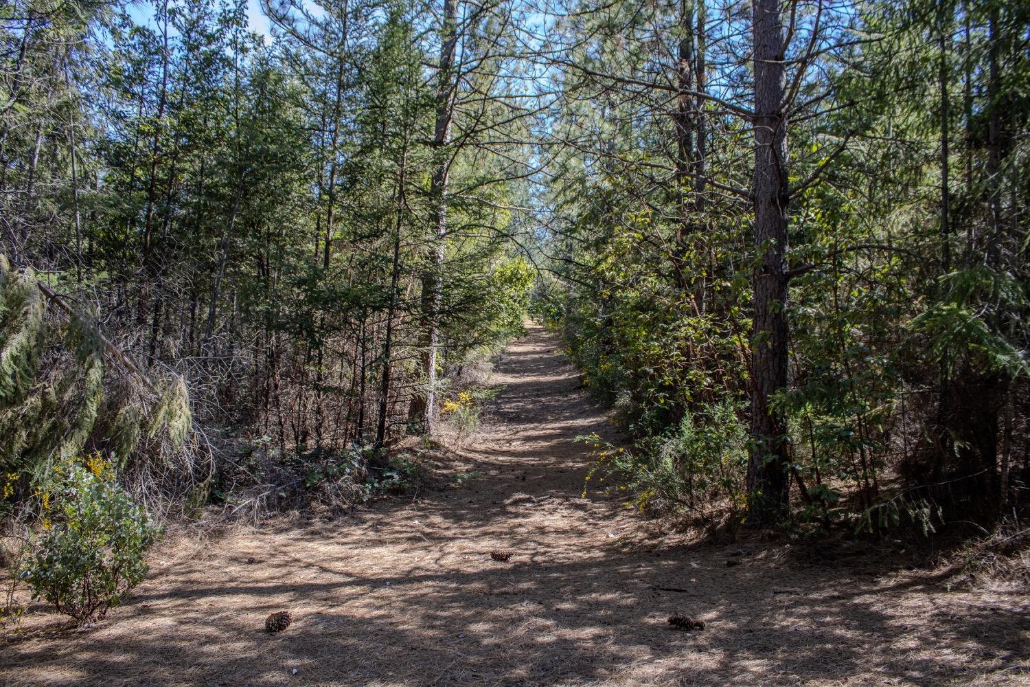 5734 Wilder Road Georgetown, CA 95634 - Photo 4 of 93 a view of a yard with plants and trees
