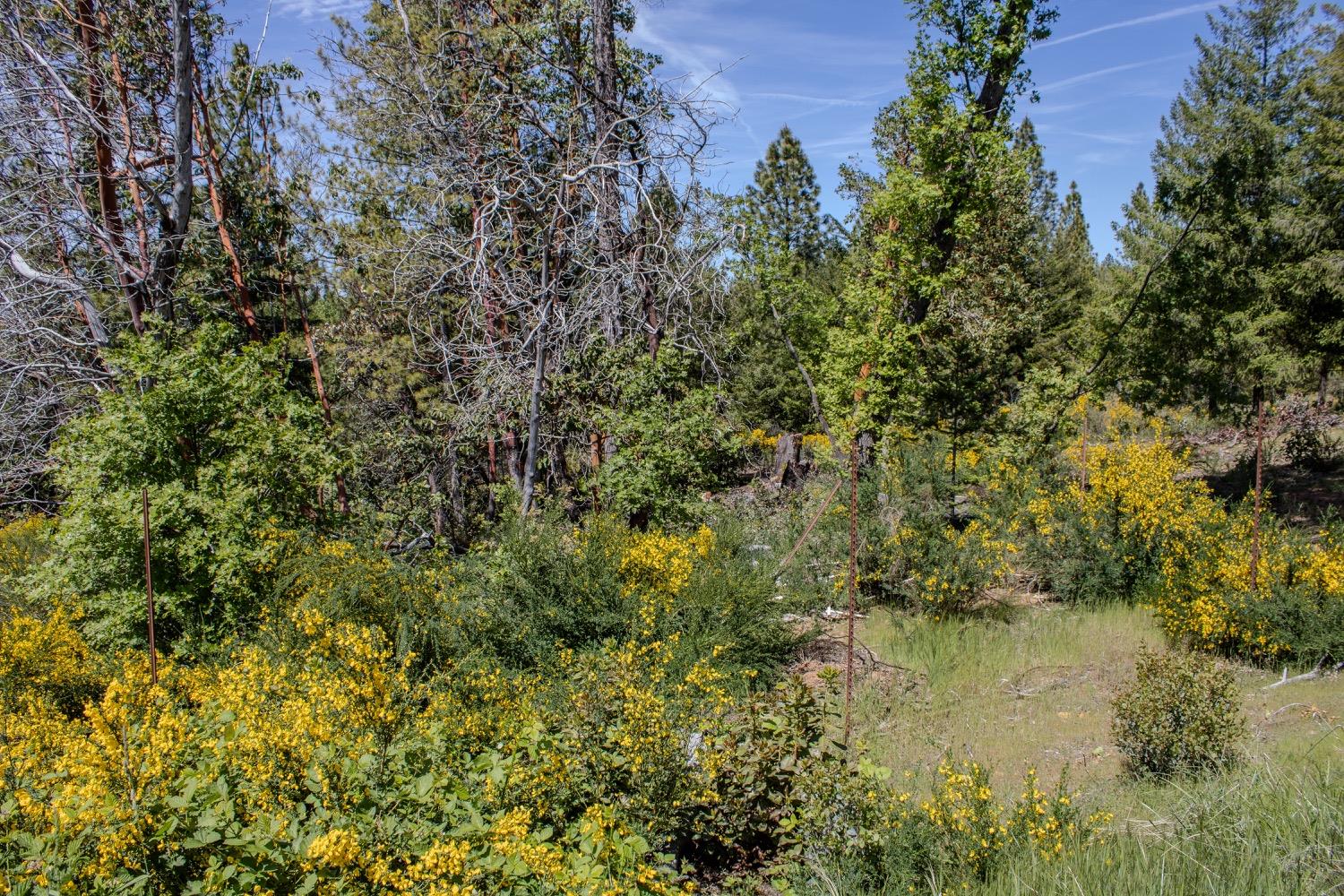 5734 Wilder Road Georgetown, CA 95634 - Photo 44 of 93 a view of a lake with a house