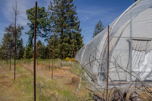 a view of a yard with plants and large trees