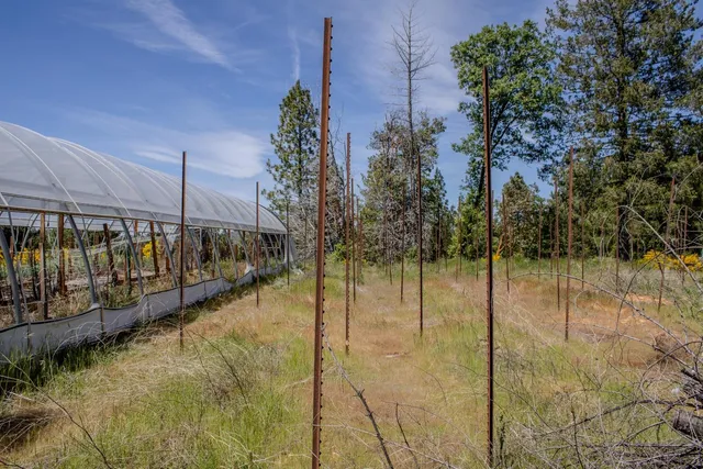 a view of a yard with plants and a bench