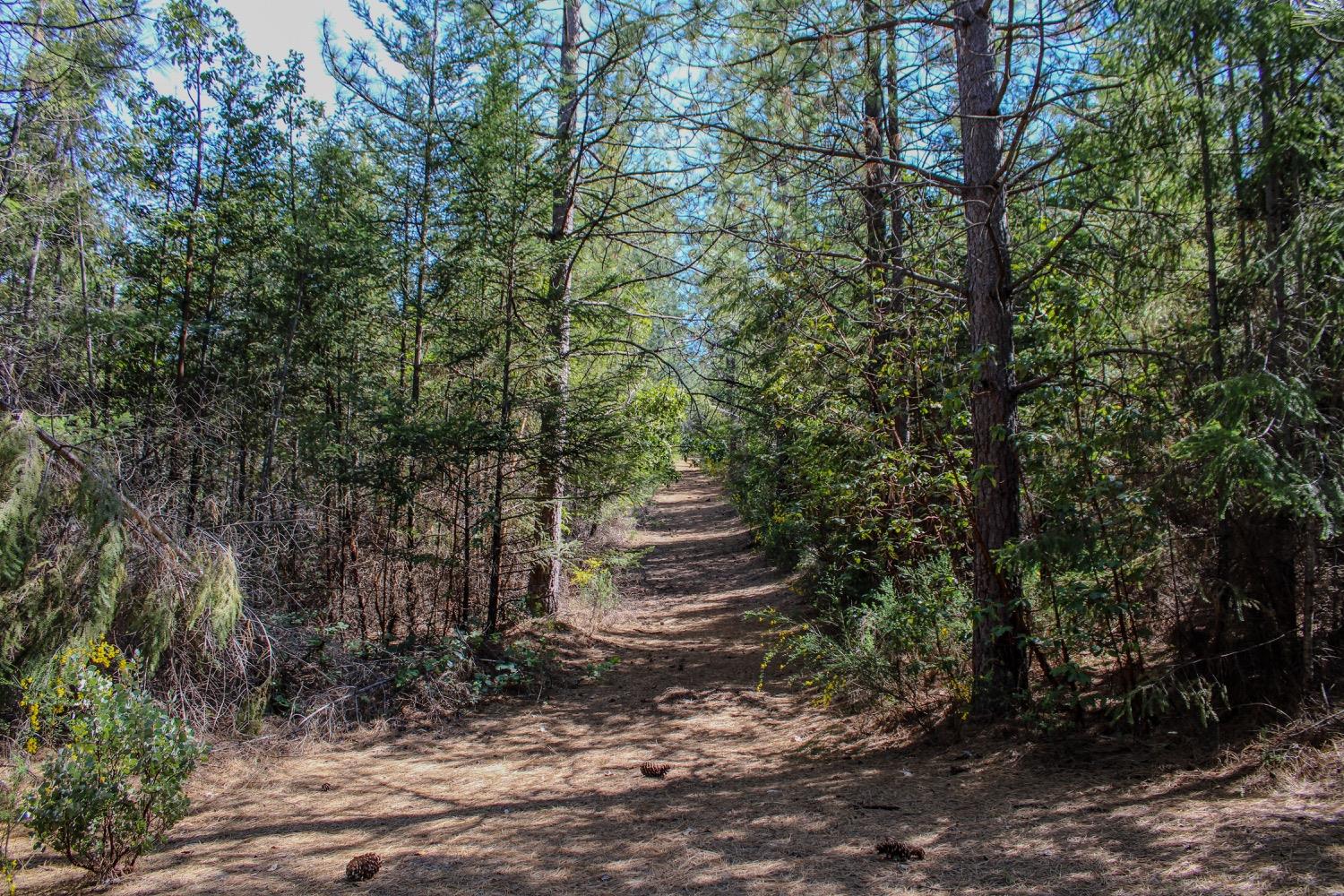 5734 Wilder Road Georgetown, CA 95634 - Photo 5 of 93 a view of a yard with large trees