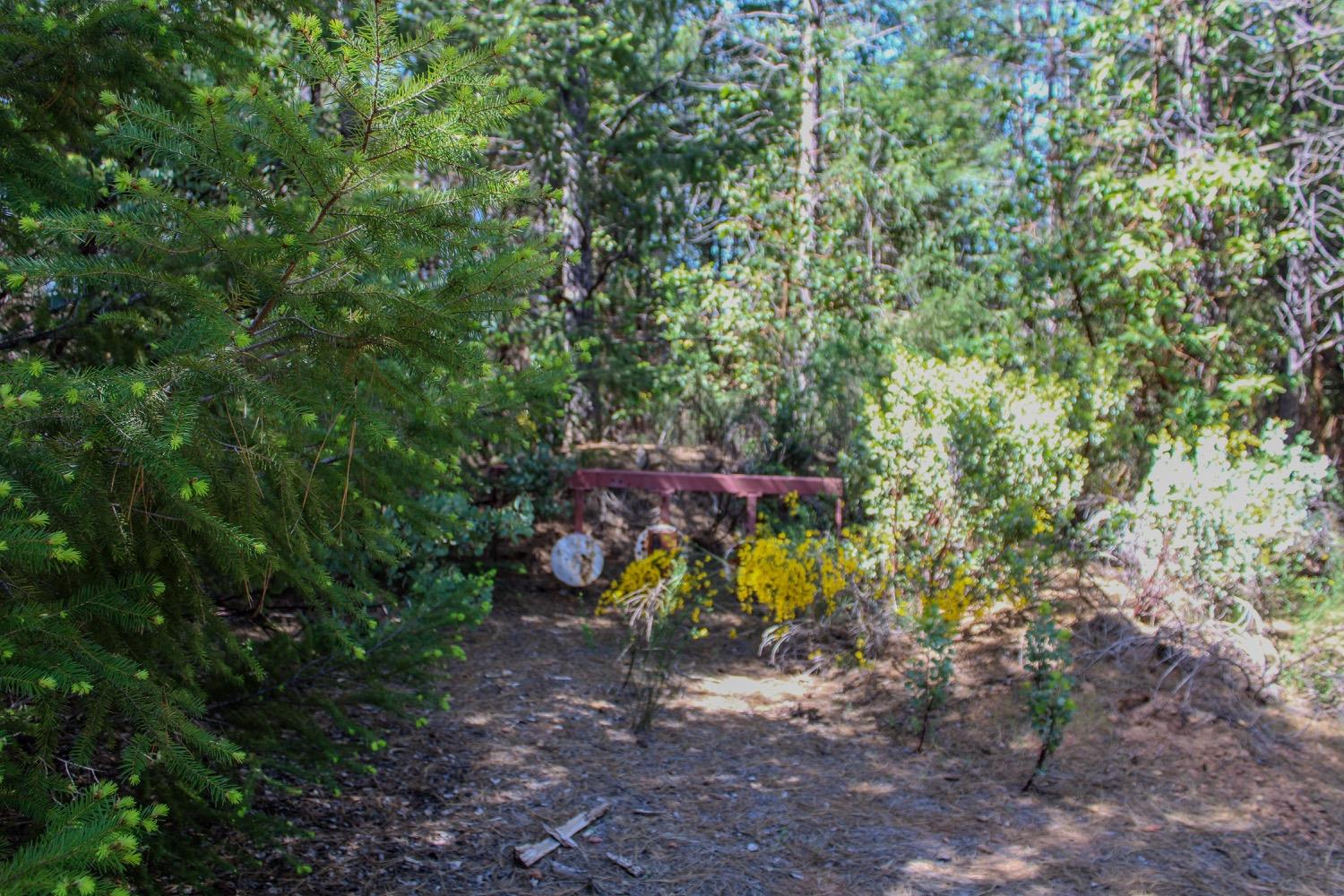 5734 Wilder Road Georgetown, CA 95634 - Photo 6 of 93 a view of a forest with a tree