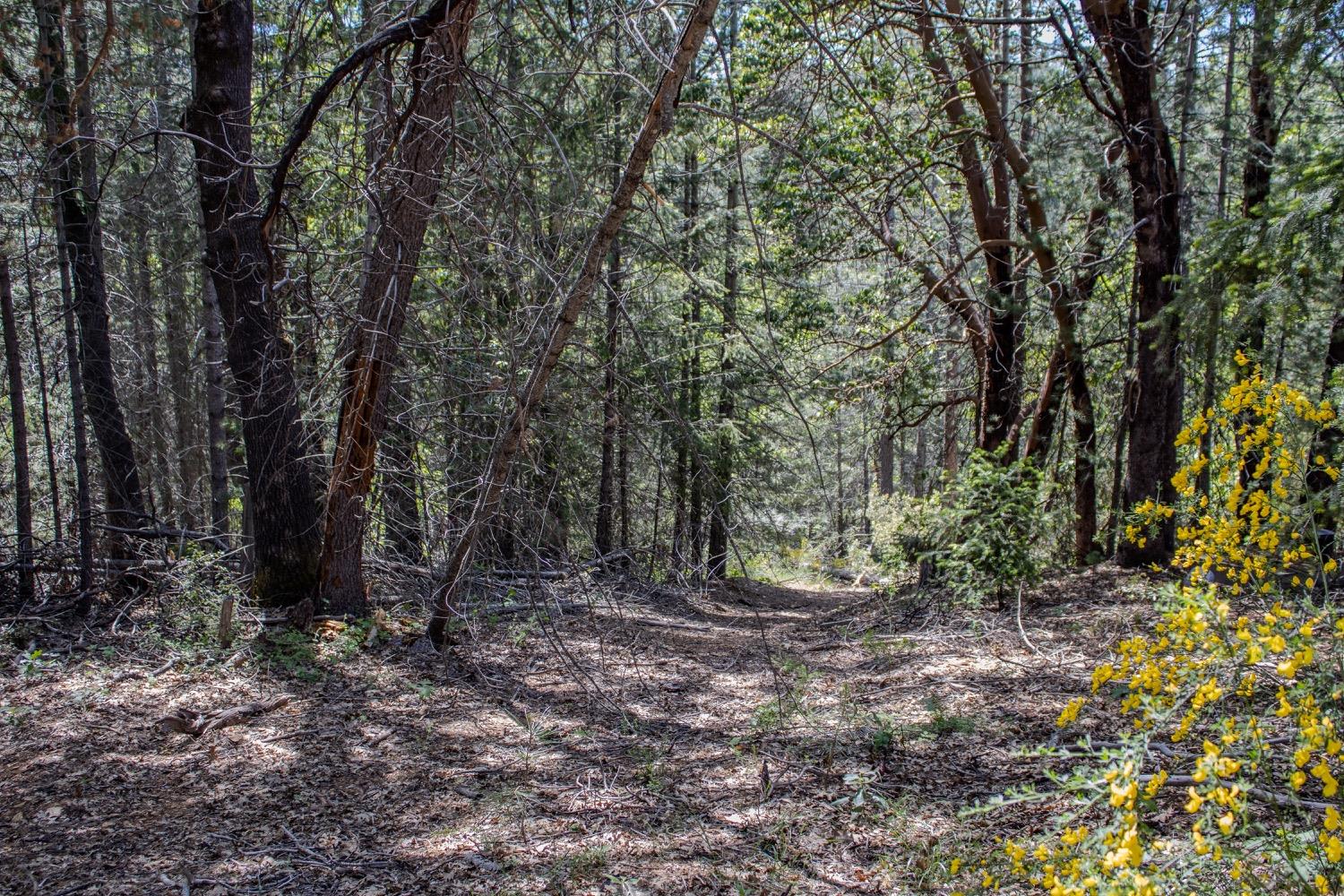 5734 Wilder Road Georgetown, CA 95634 - Photo 62 of 93 a view of a forest with trees in the background