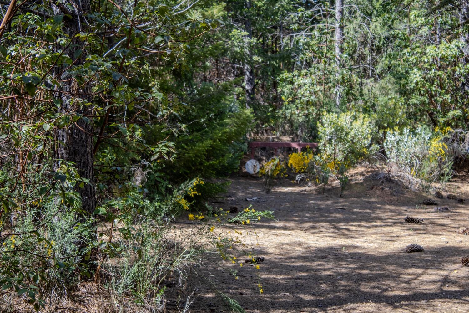 5734 Wilder Road Georgetown, CA 95634 - Photo 7 of 93 a view of a yard with plants and trees