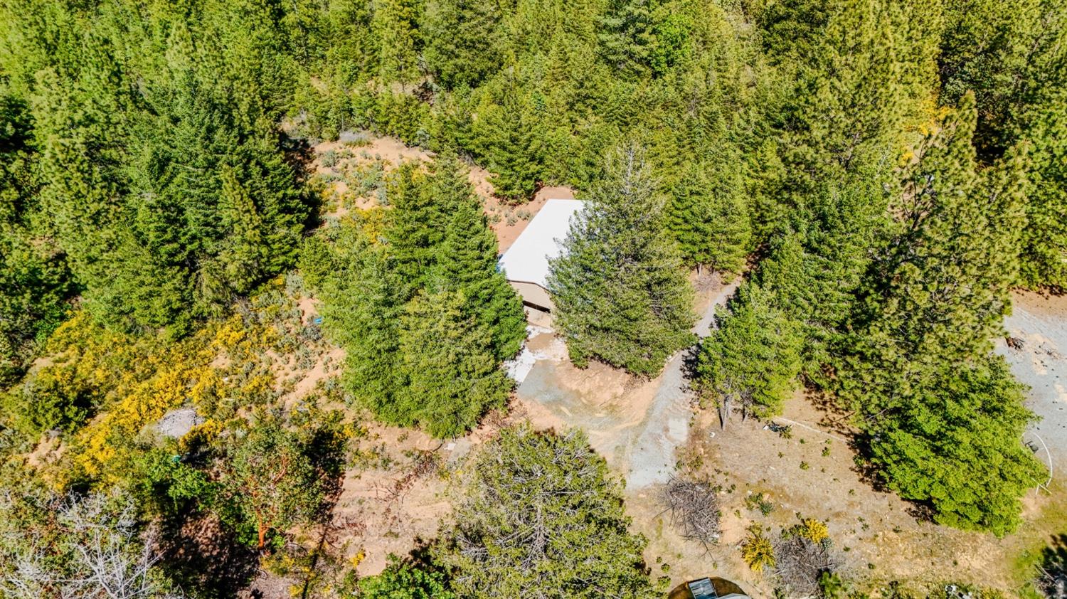 5734 Wilder Road Georgetown, CA 95634 - Photo 71 of 93 a view of a forest with a tree