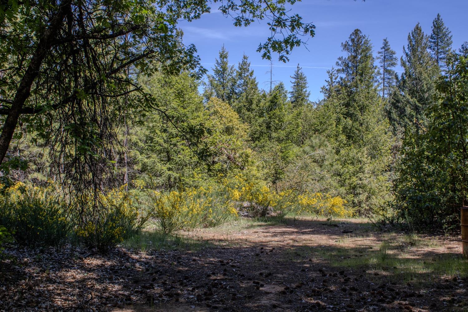 5734 Wilder Road Georgetown, CA 95634 - Photo 90 of 93 a view of a yard with plants and a bench under a large tree