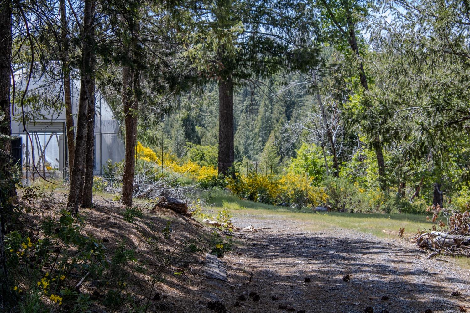 5734 Wilder Road Georgetown, CA 95634 - Photo 9 of 93 a view of a yard with large trees