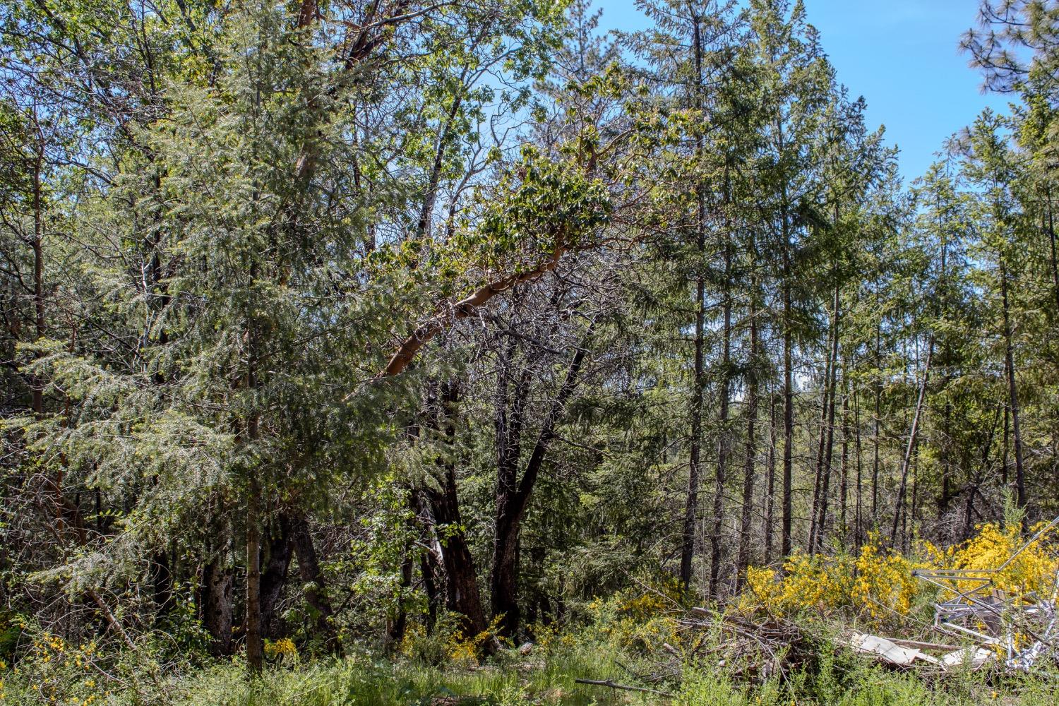 5734 Wilder Road Georgetown, CA 95634 - Photo 93 of 93