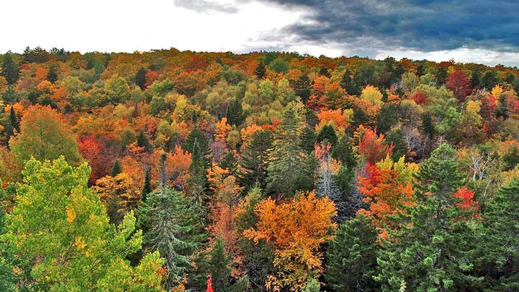Lot 12 Winter Road Linneus, ME 04730 - Photo 13 of 38 land-fall-colors-maine