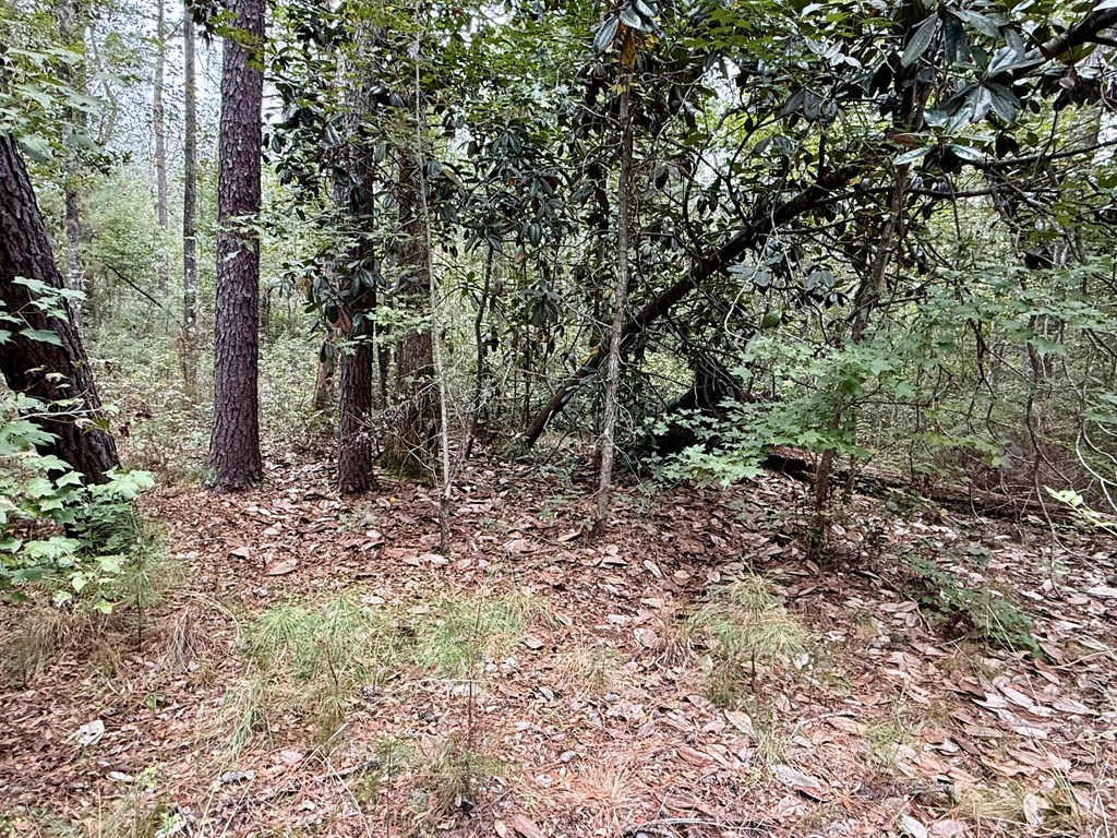 24-acres Mt Zion Road Gordon, AL 36343 - Photo 10 of 13