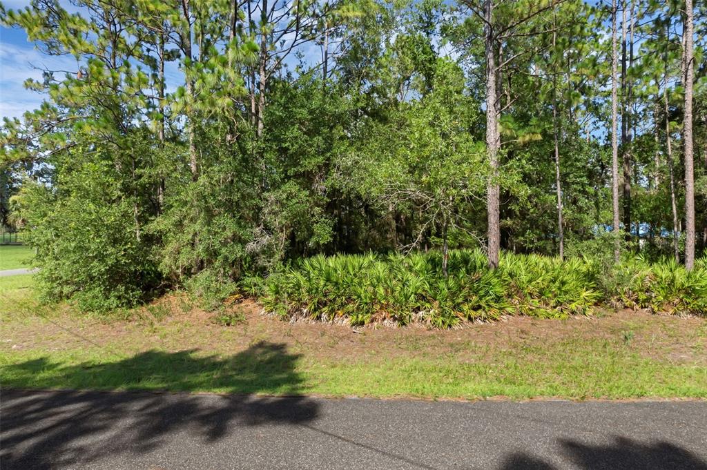 6745 North Nantucket Way Dunnellon, FL 34434 - Photo 6 of 7 a view of a yard with plants and large trees