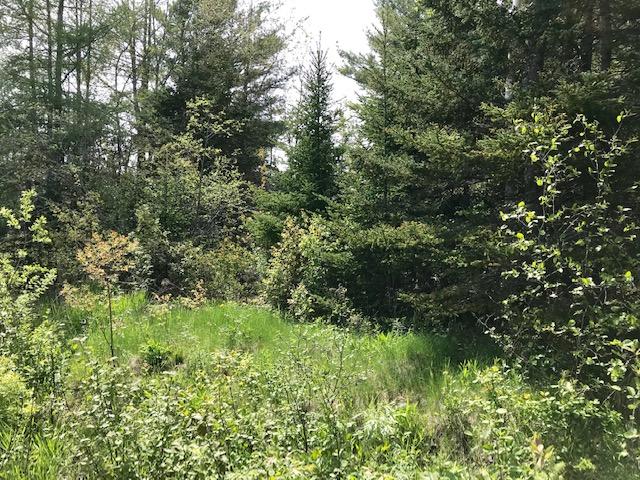 0 Johnson Point Road Penobscot, ME 04476 - Photo 2 of 13 IMG_2957