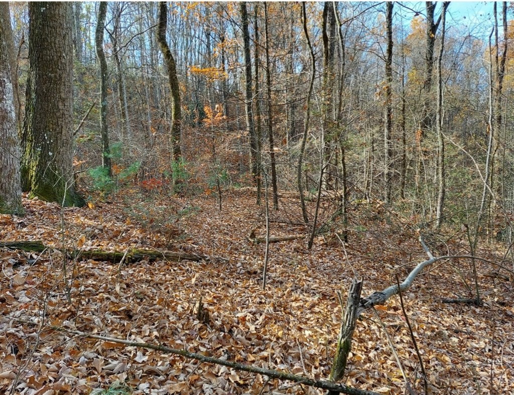 45 Sonshine Ridge Road Cosby, TN 37722 - Photo 7 of 10