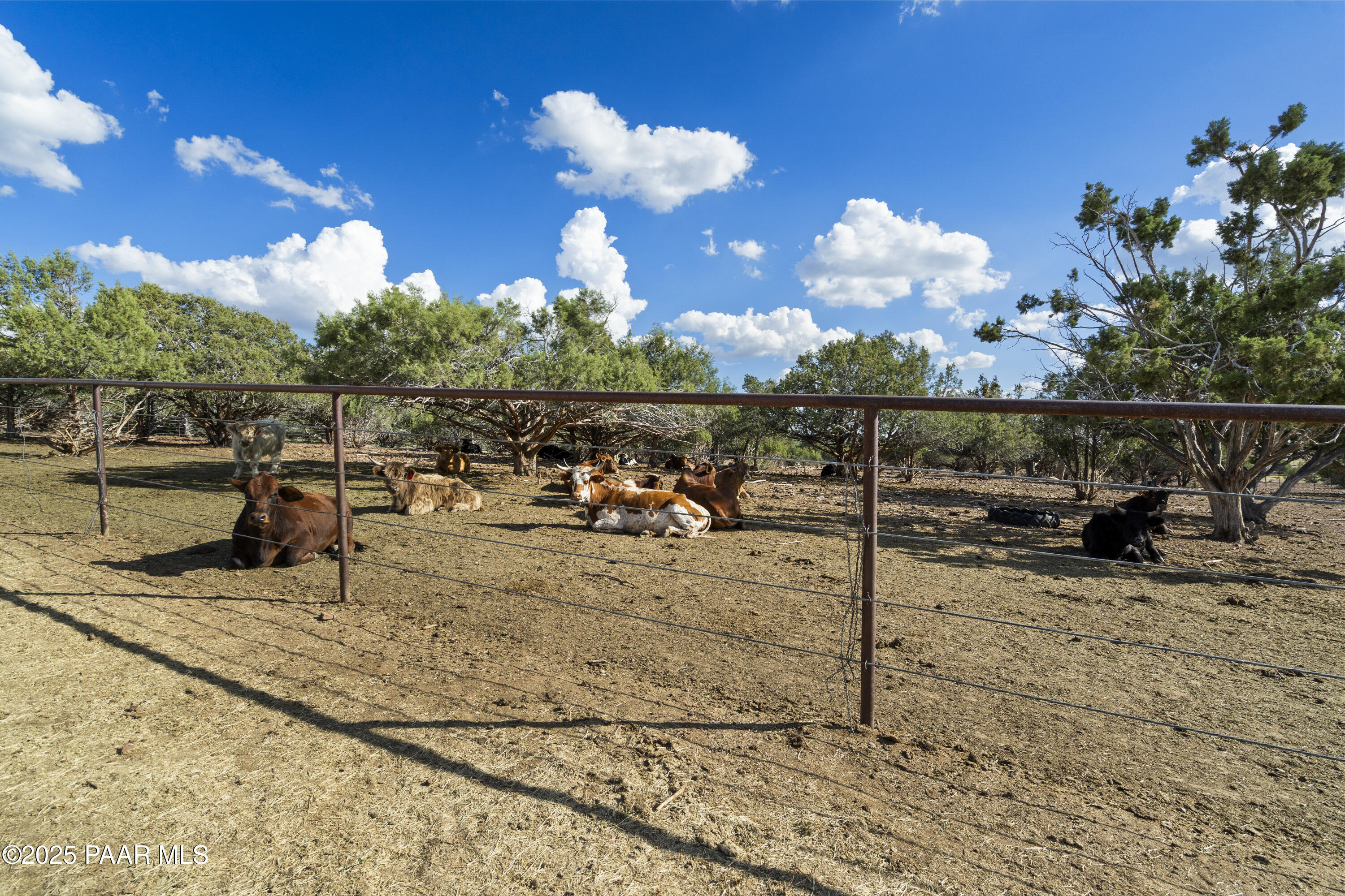 33425 Cowboy Clint Road Seligman, AZ 86337 - Photo 56 of 79 Coows