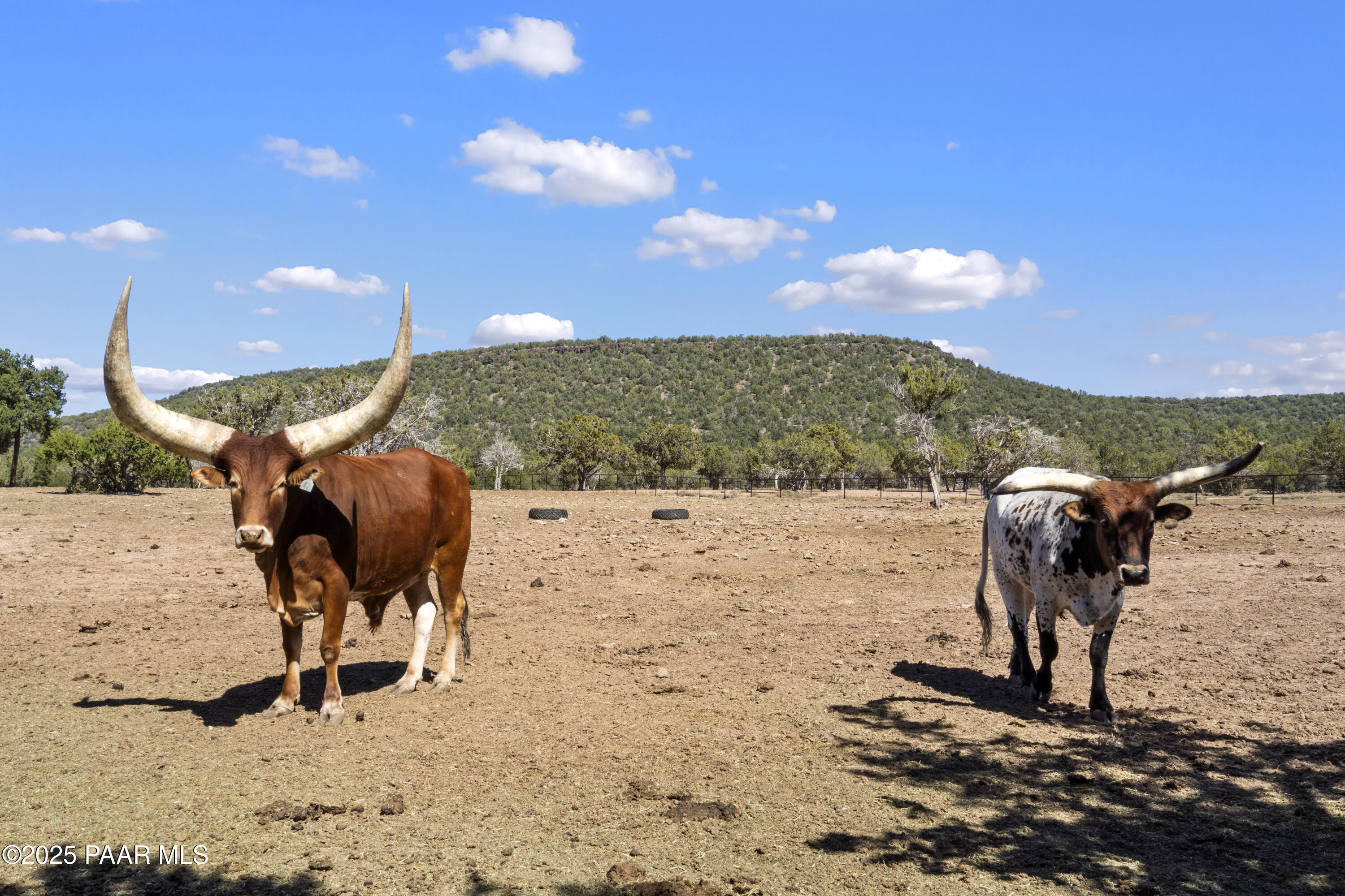 33425 Cowboy Clint Road Seligman, AZ 86337 - Photo 71 of 79 Watusi