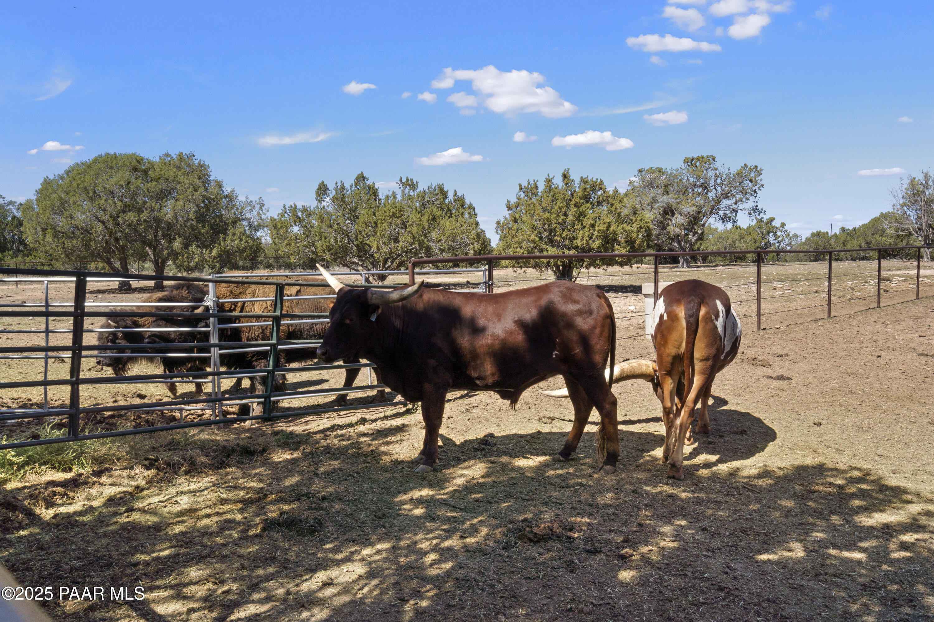 33425 Cowboy Clint Road Seligman, AZ 86337 - Photo 73 of 79 Watusi and Buffalo