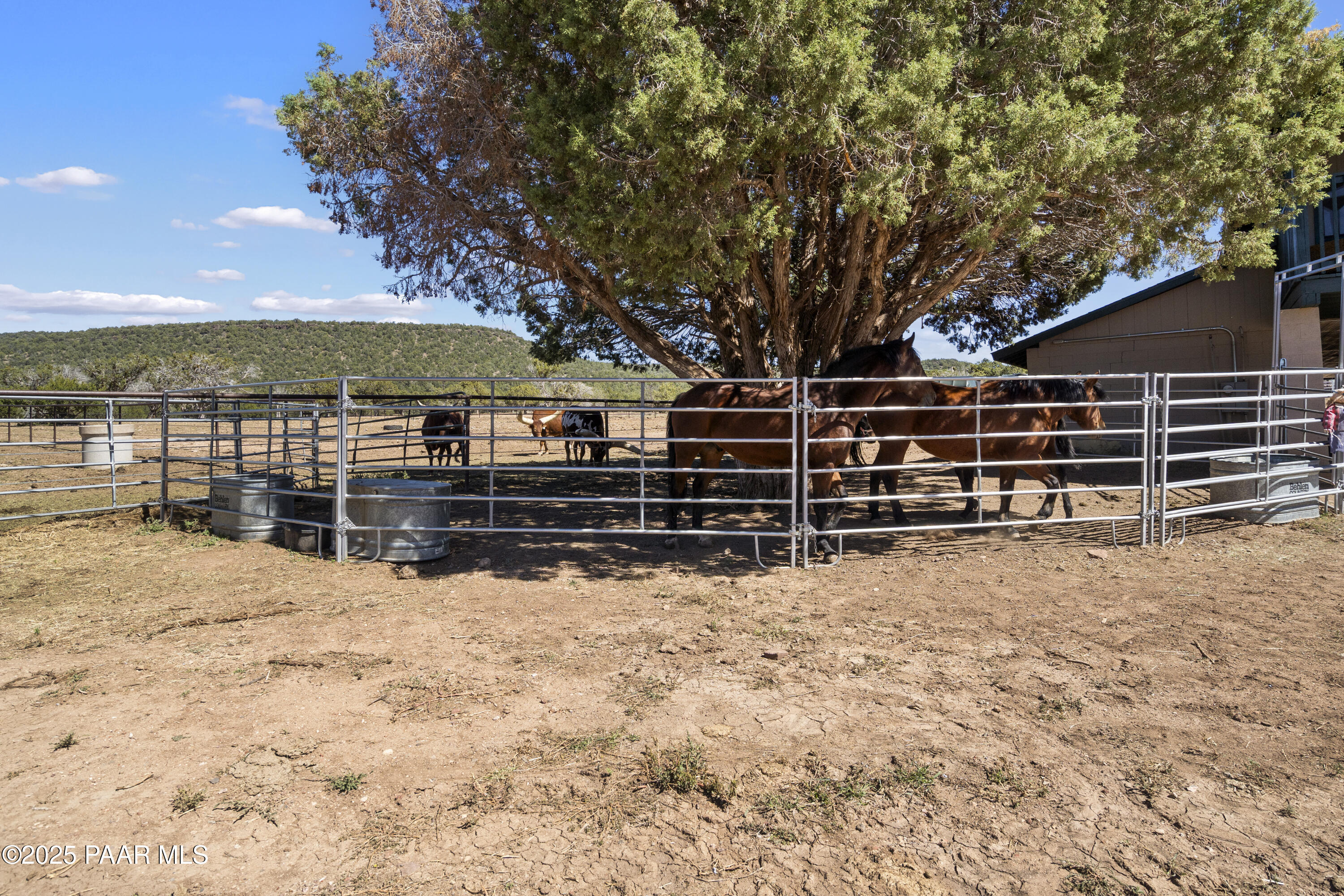 33425 Cowboy Clint Road Seligman, AZ 86337 - Photo 74 of 79 Horses