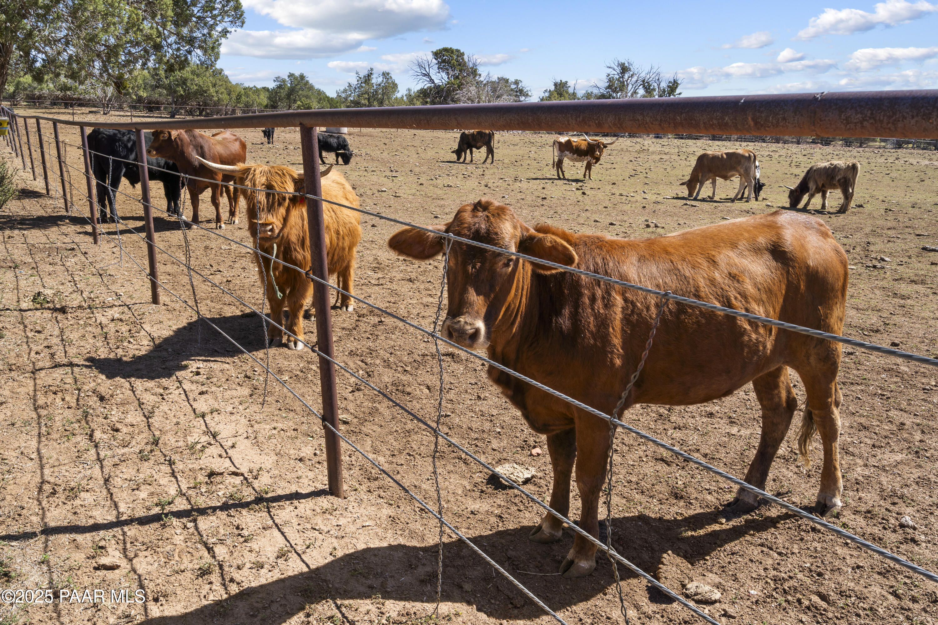 33425 Cowboy Clint Road Seligman, AZ 86337 - Photo 75 of 79 Cattle from Louis Vuitton ranch