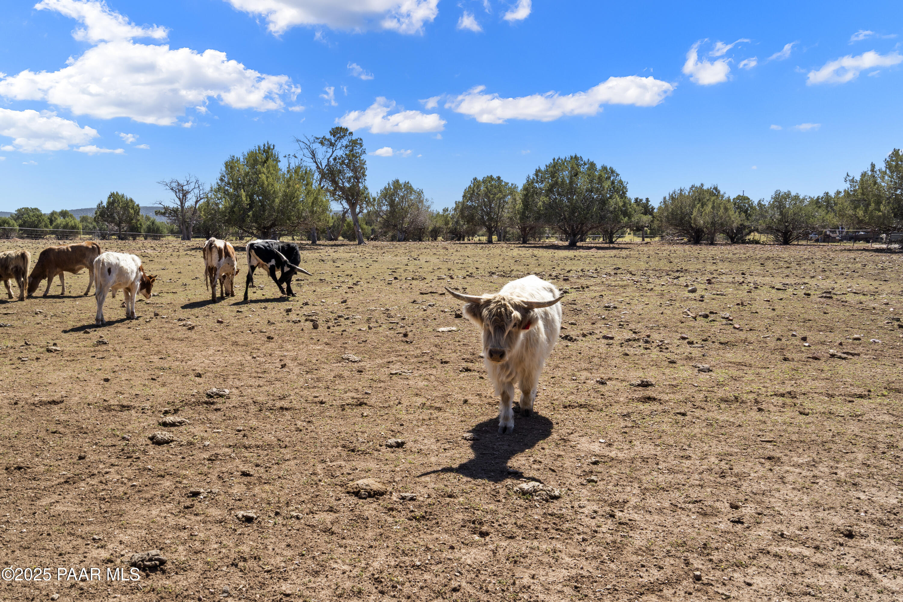 33425 Cowboy Clint Road Seligman, AZ 86337 - Photo 76 of 79 Head of cattle