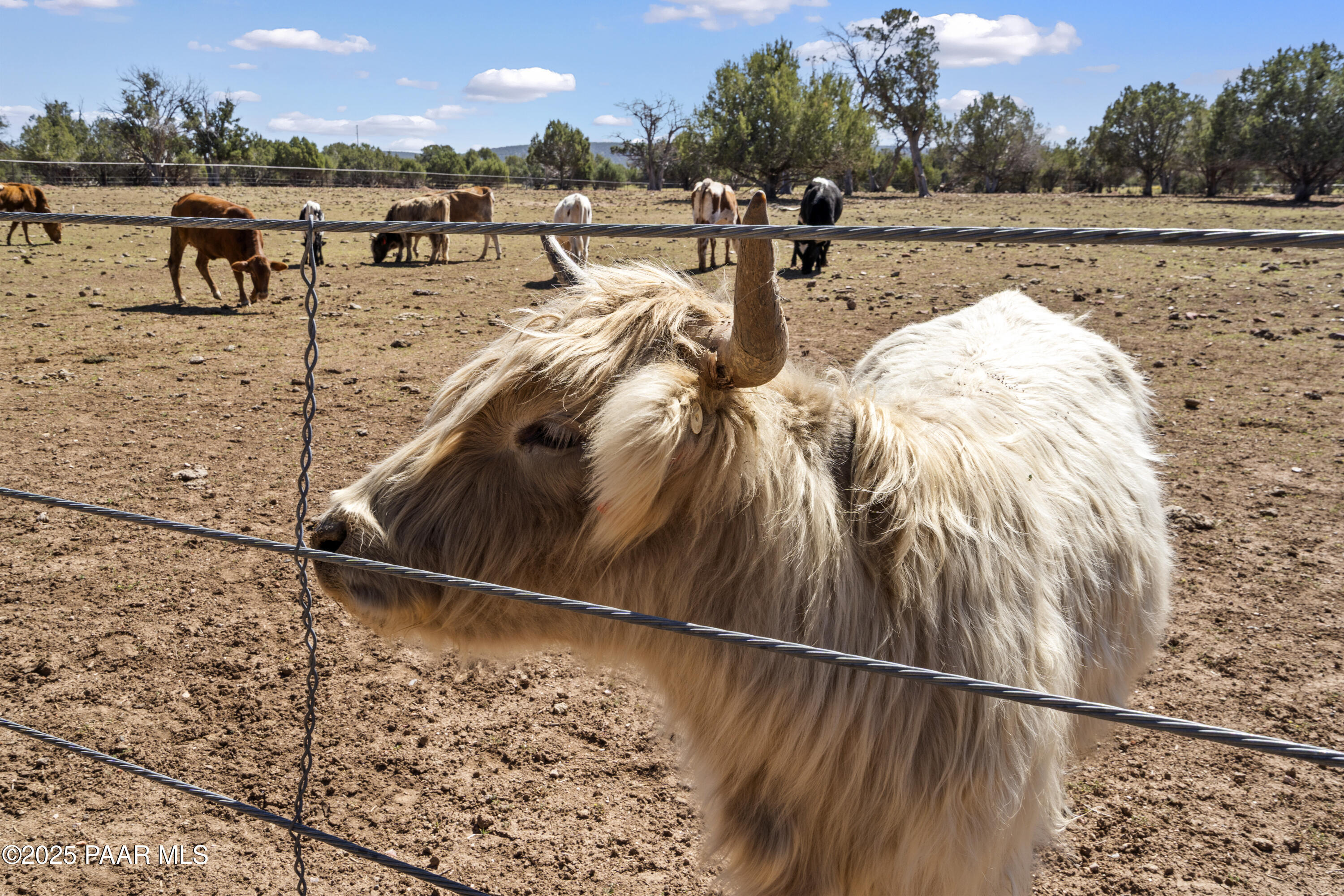 33425 Cowboy Clint Road Seligman, AZ 86337 - Photo 77 of 79 Scottish Highlander