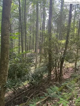 a close up of a plant in a garden