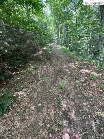 a view of a forest with trees in the background