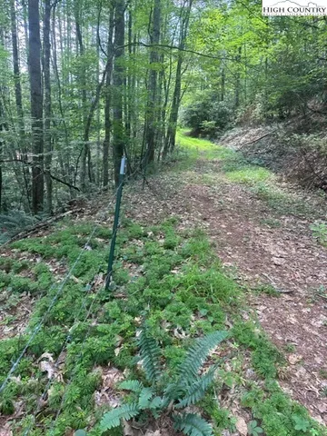 a view of a forest with trees