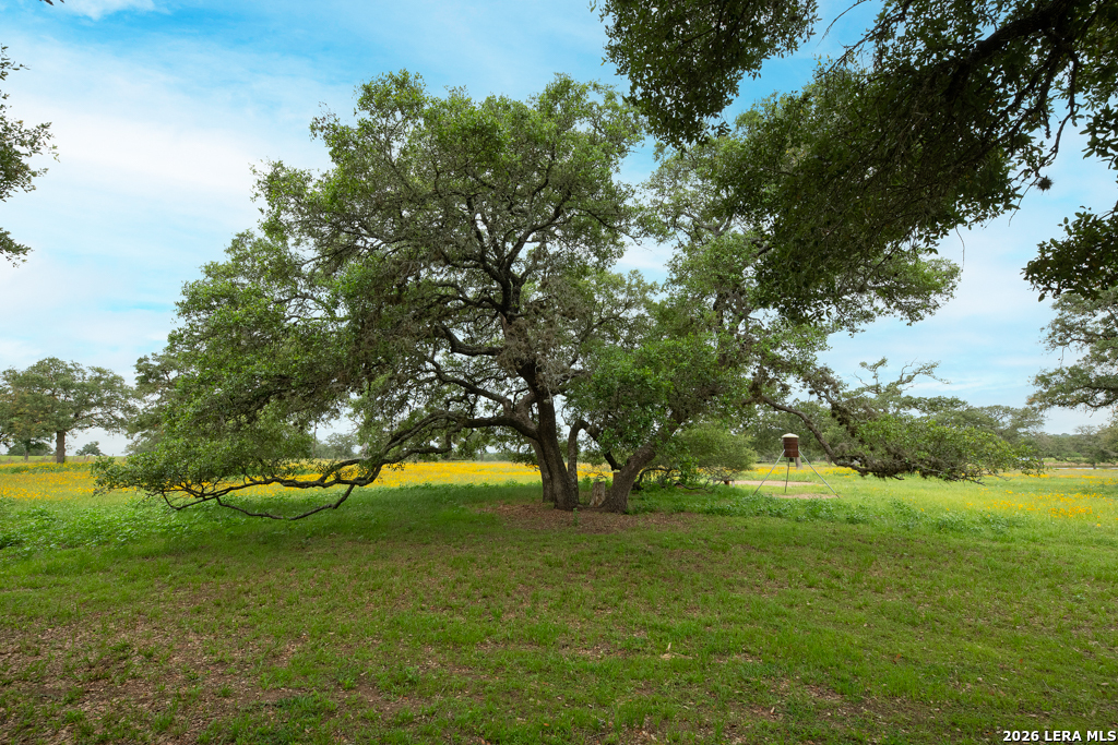 104 Longhorn Road Stockdale, TX 78160 - Photo 29 of 47 a view of yard with green space and trees