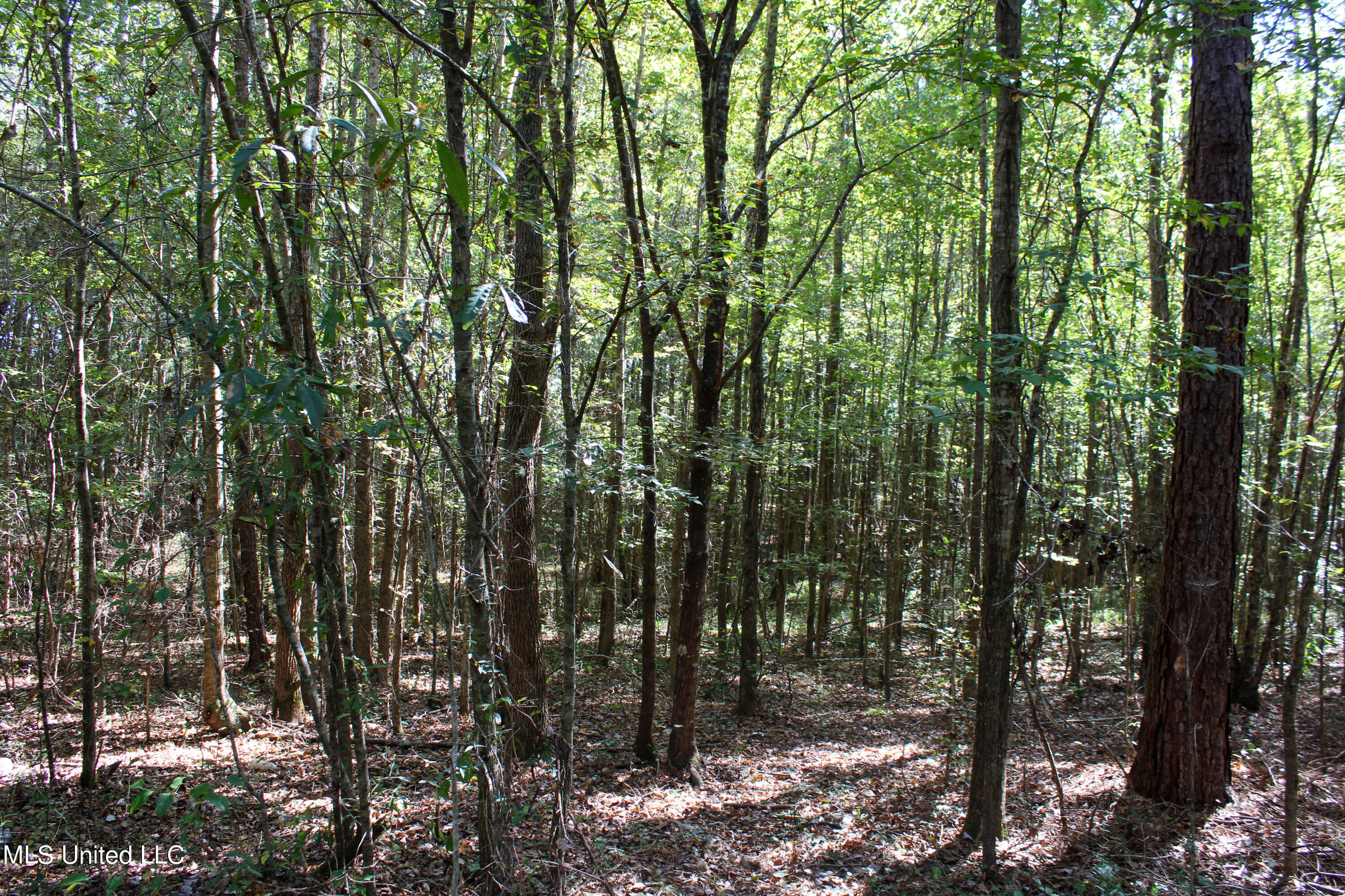 0 Johnston Road Lena, MS 39094 - Photo 14 of 15 Untitled-535