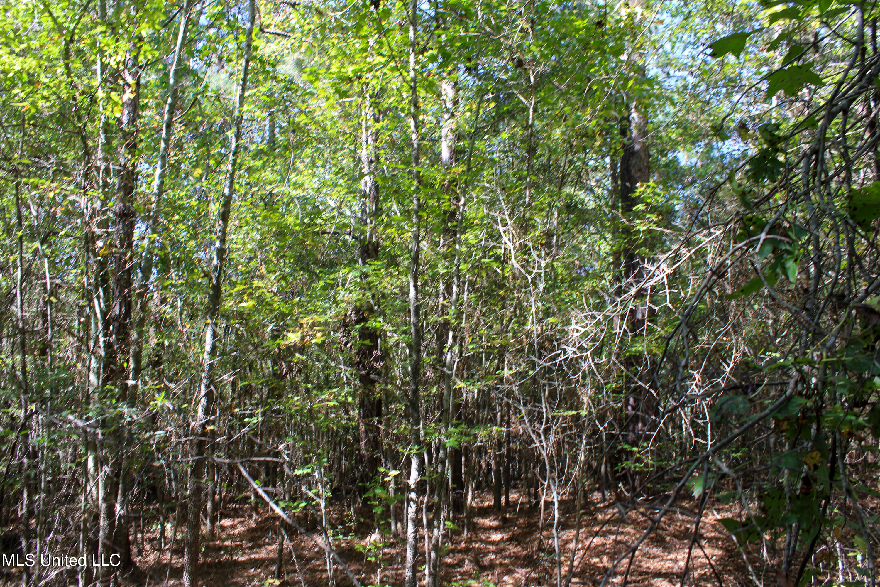 0 Johnston Road Lena, MS 39094 - Photo 2 of 15 Untitled-523