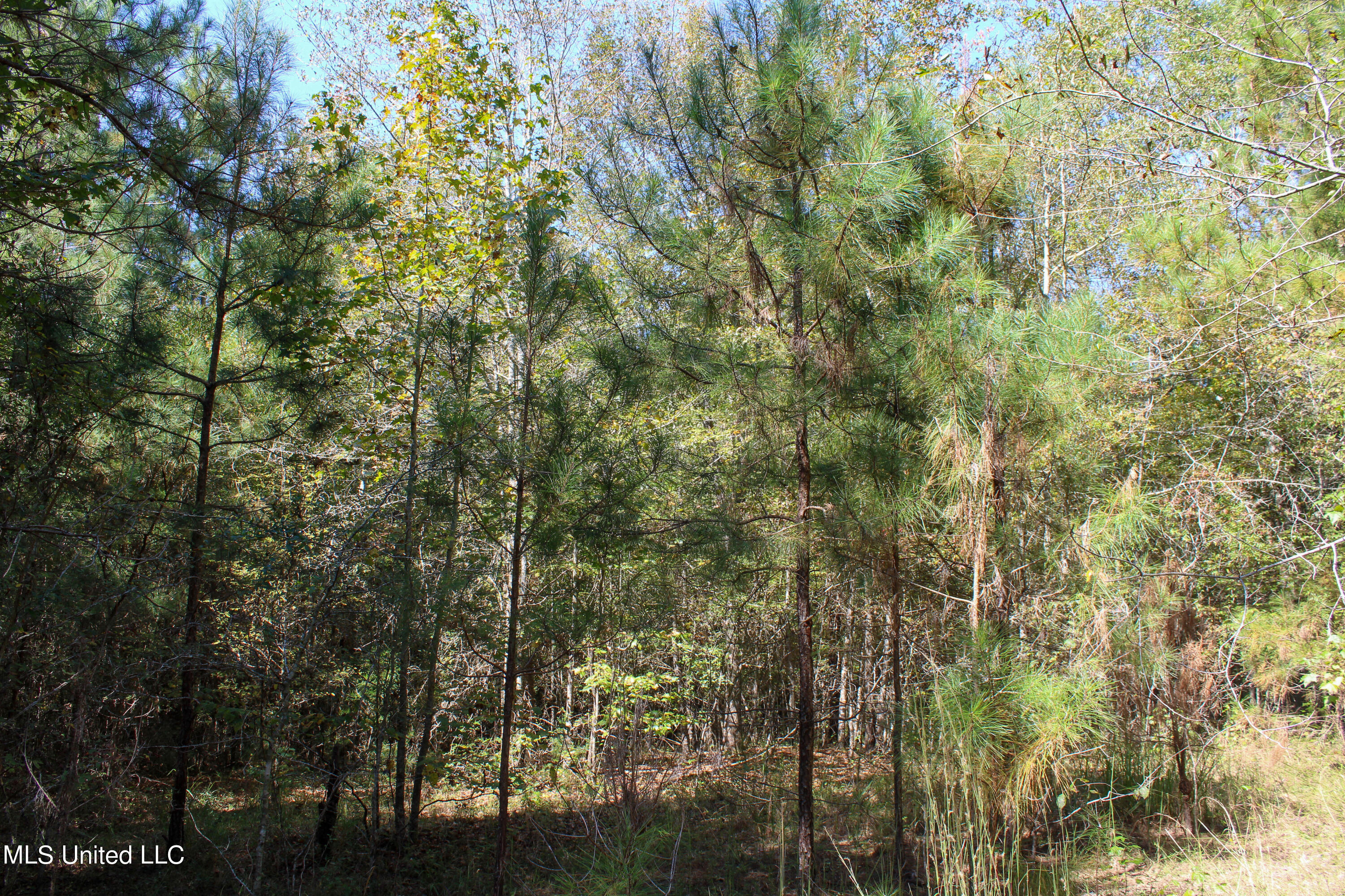 0 Johnston Road Lena, MS 39094 - Photo 4 of 15 Untitled-525