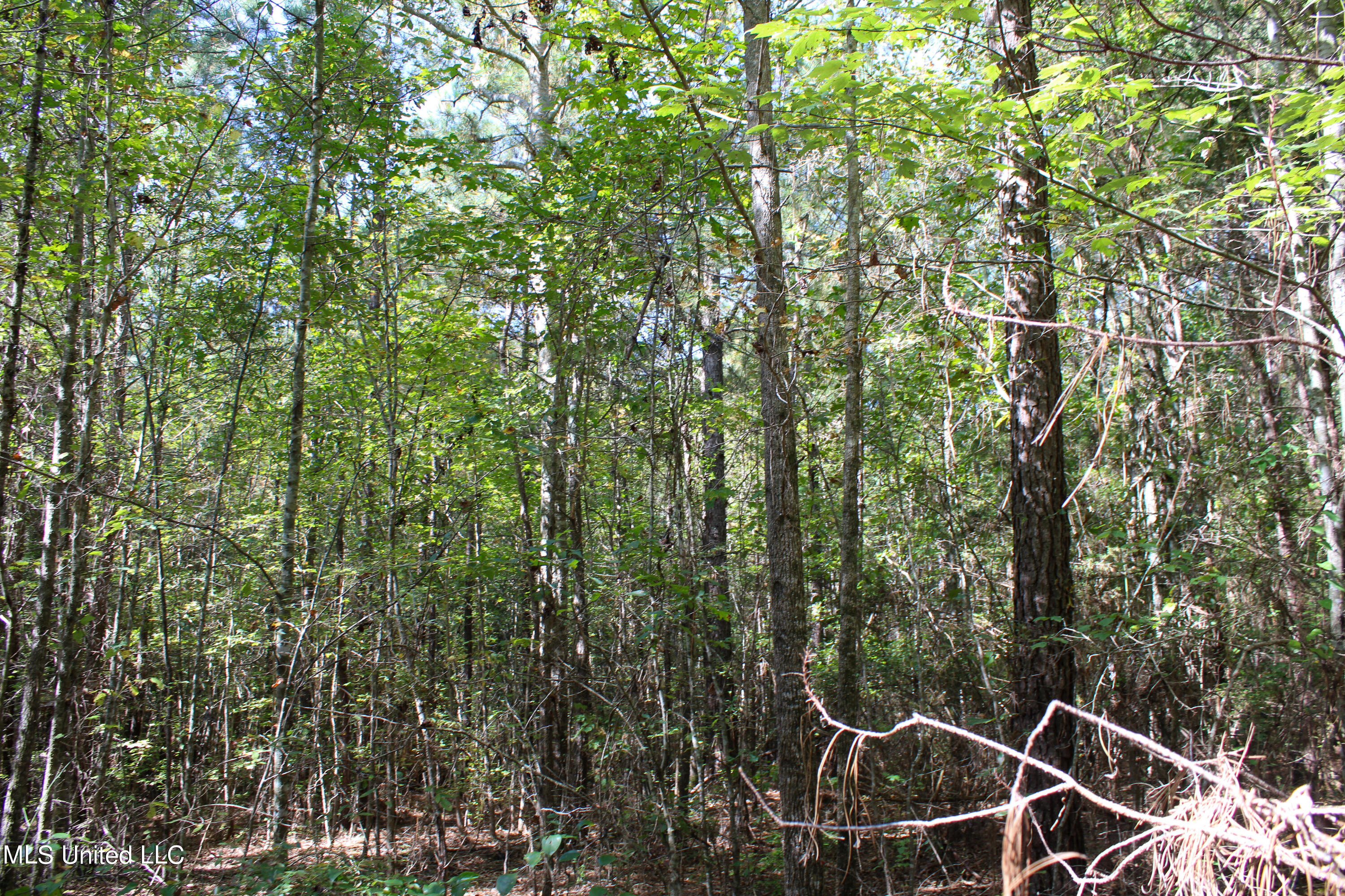 0 Johnston Road Lena, MS 39094 - Photo 7 of 15 Untitled-528