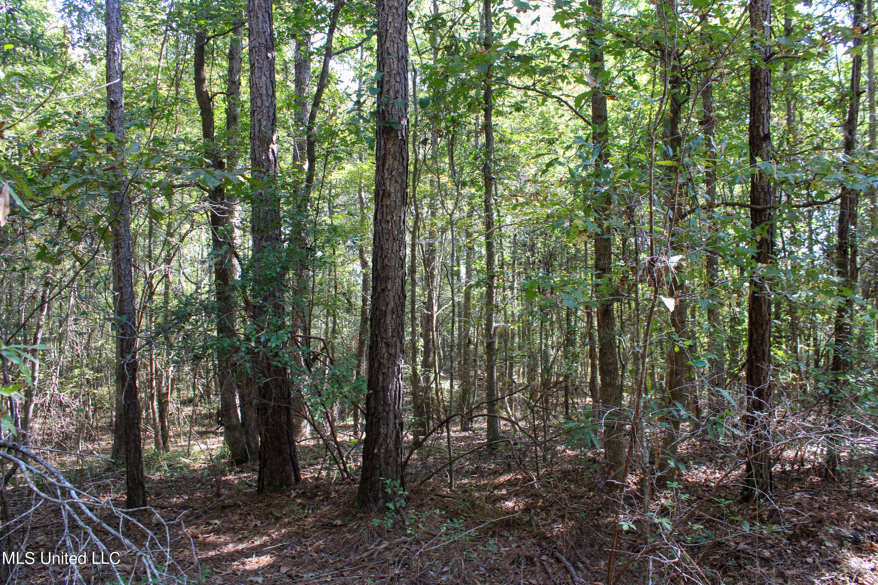 0 Johnston Road Lena, MS 39094 - Photo 8 of 15 Untitled-529