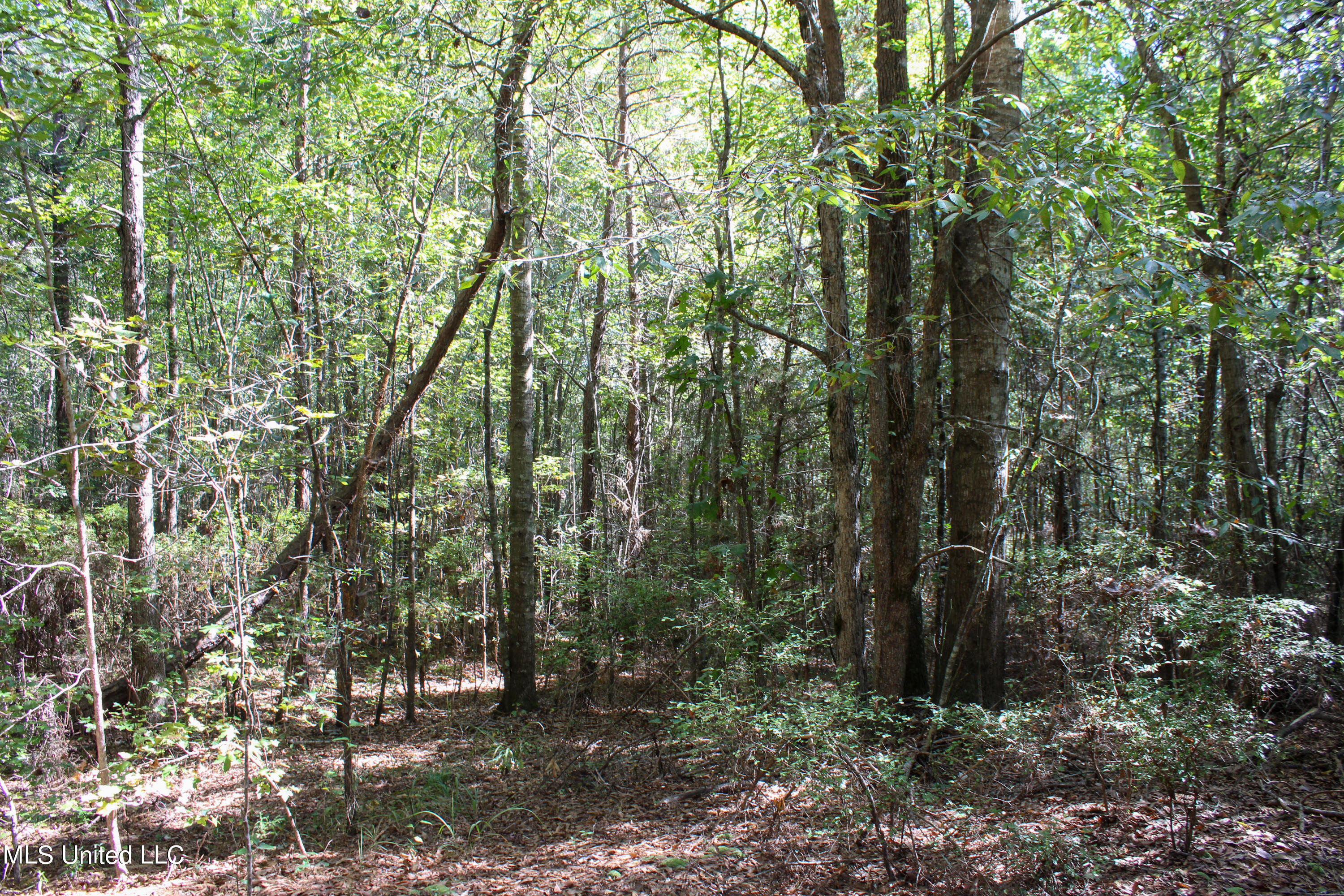 0 Johnston Road Lena, MS 39094 - Photo 10 of 15 Untitled-531
