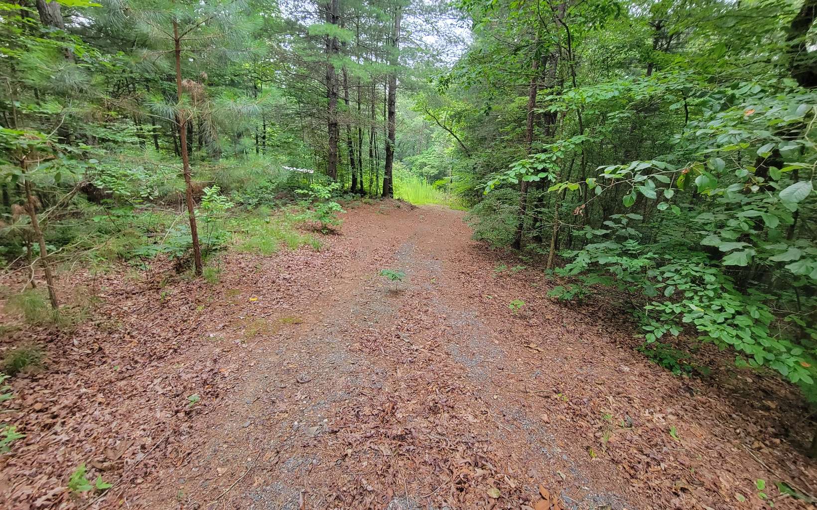10 Rose Ridge Lane Ellijay, GA 30540 - Photo 3 of 13 a view of a forest with trees in the background