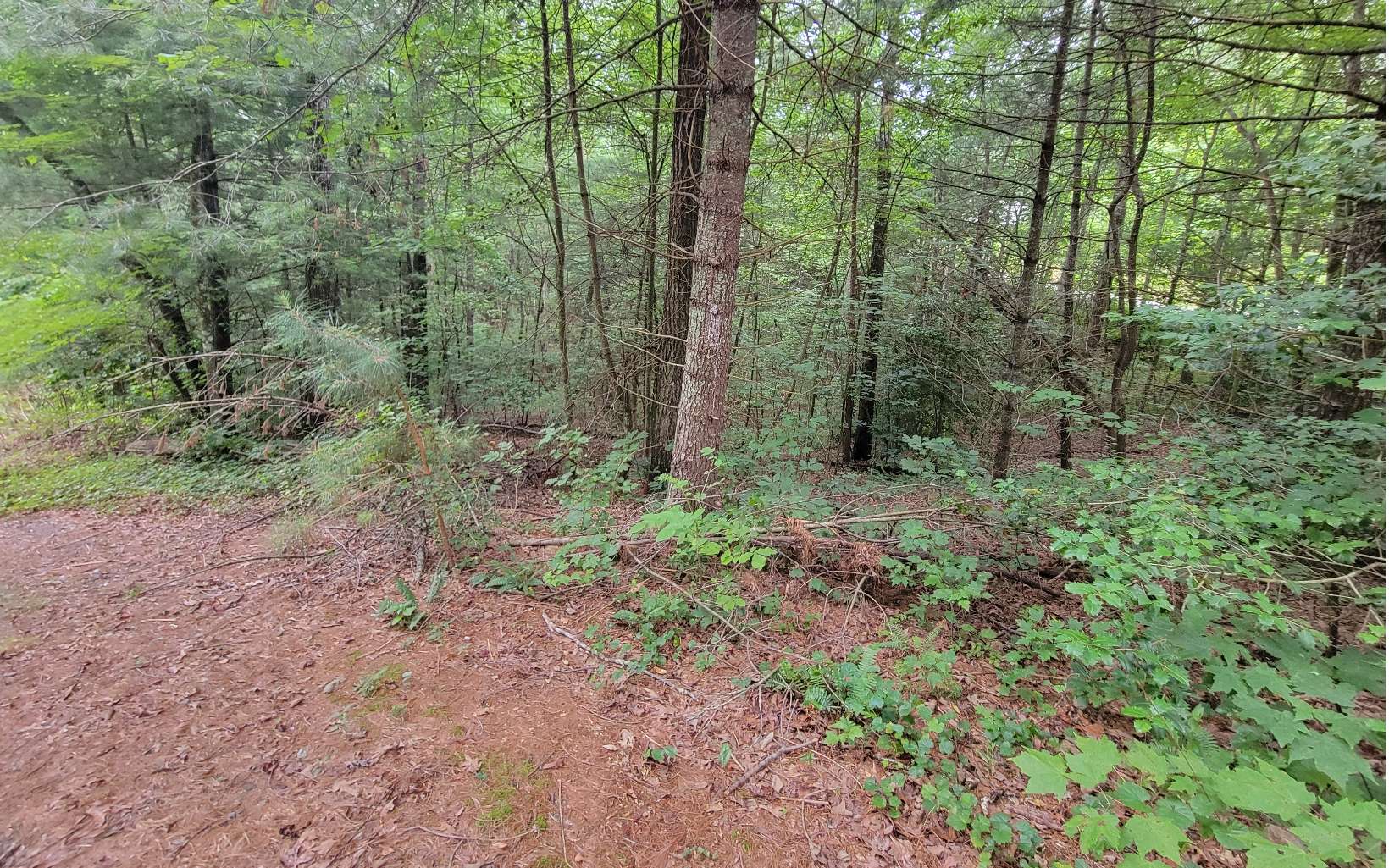 10 Rose Ridge Lane Ellijay, GA 30540 - Photo 4 of 13 a view of a lush green forest with lots of trees