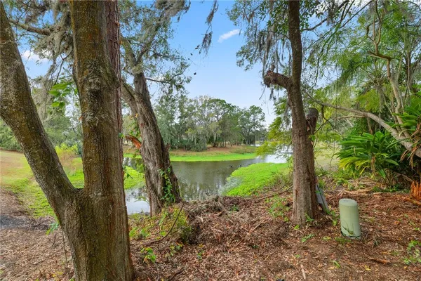 a view of a garden with a tree