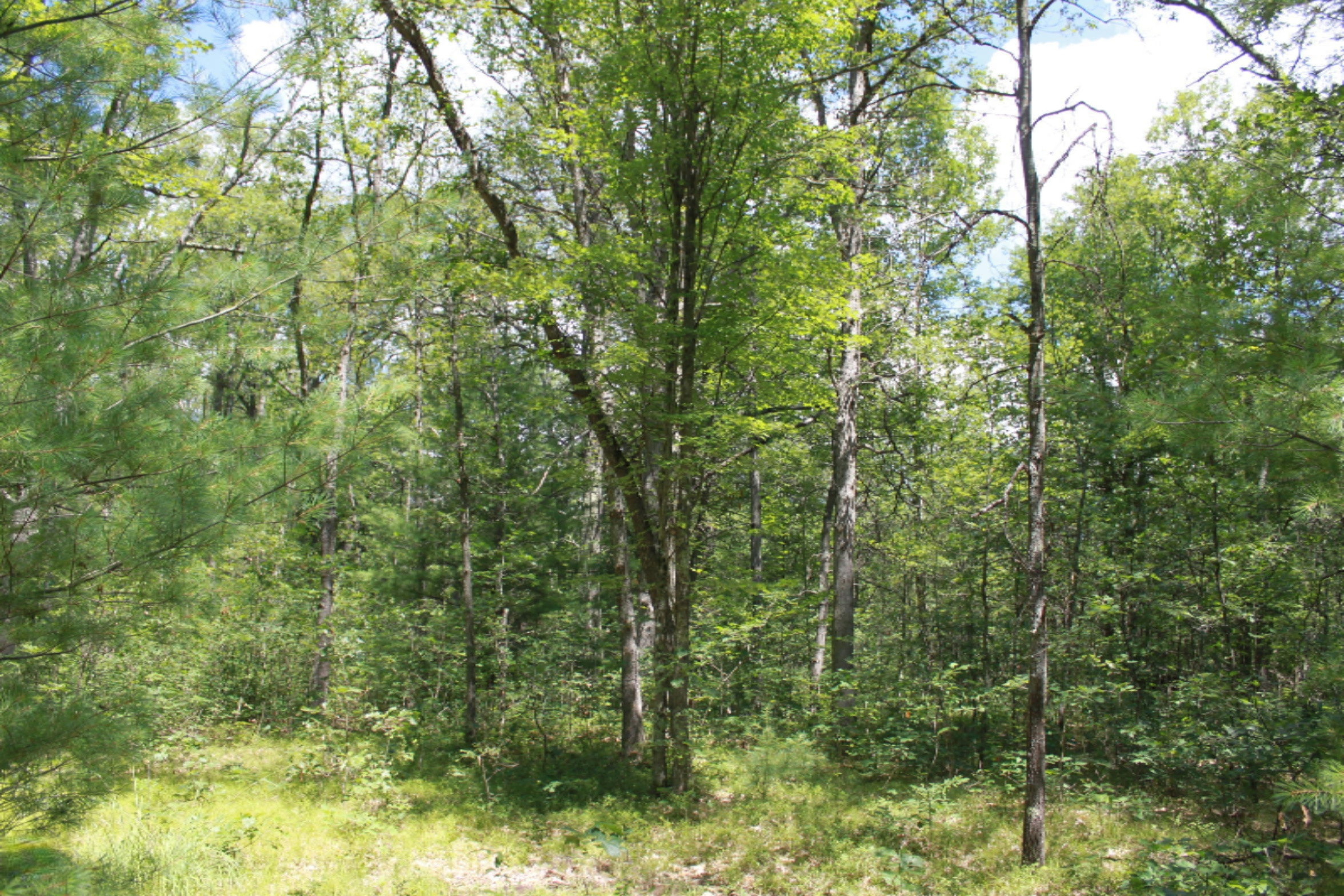 211 Seaman Road Wellston, MI 49689 - Photo 3 of 19 IMG_0057